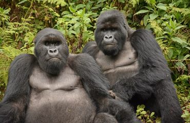 best friends gorilla's Rwanda © All for Nature Travel