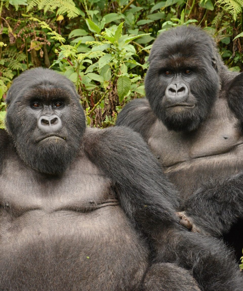 gorilla's Rwanda