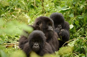 berggorilla trekking Rwanda ©All for Nature Travel