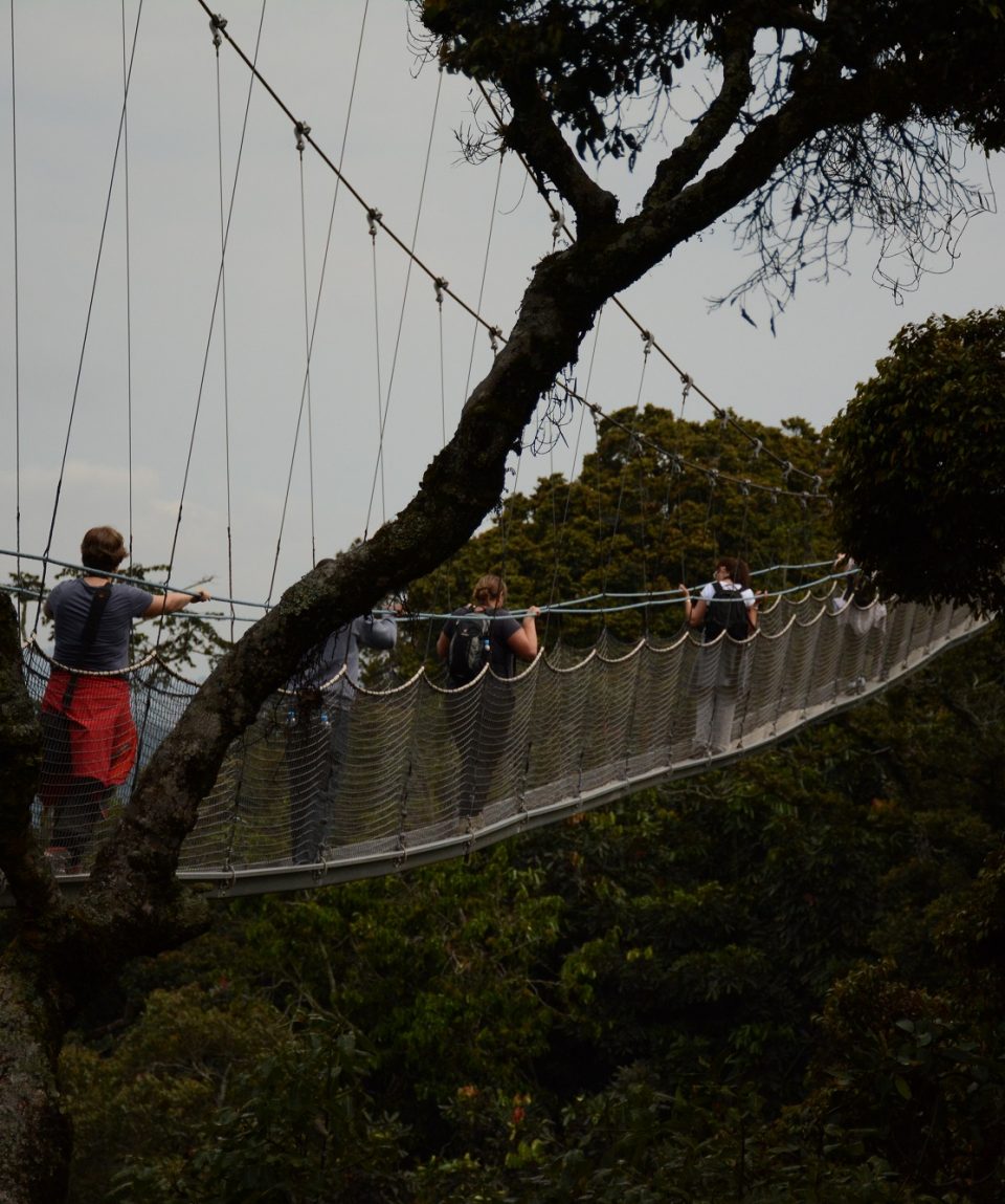 Nyungwe Forest All for Nature Travel