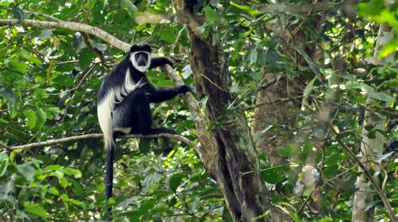 Colobus © All for Nature Travel