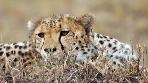 cheeta Masai Mara © All for Nature Travel