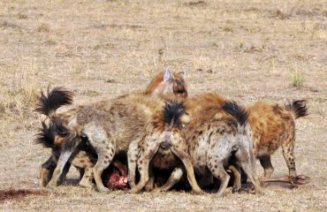 Gevlekte hyena's bij een kill © All for Nature Travel