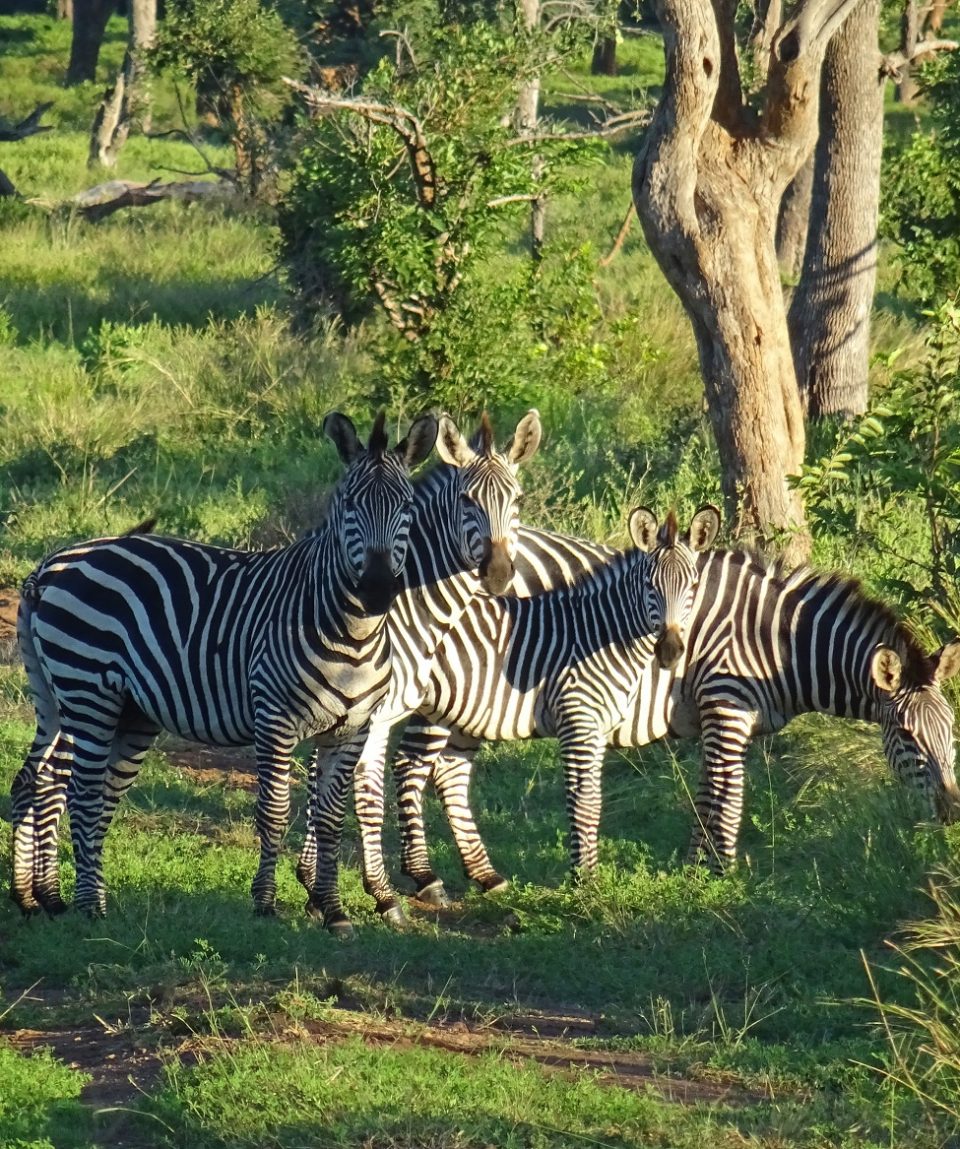 zebra's Lower Zambezi © All for Nature Travel