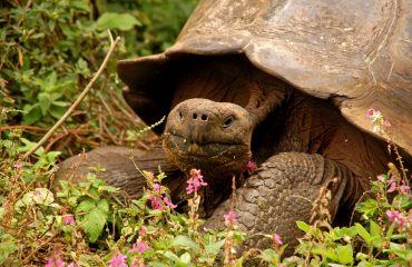 Galapagos reuzenschildpad ©All for Nature Travel