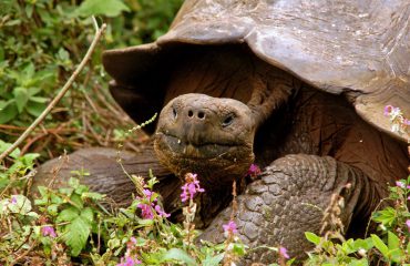 reuzenschildpad Galapagos ©All for Nature