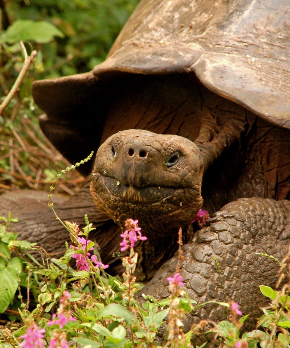 reuzenschildpad Galapagos © All for Nature Travel