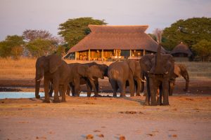 Camp Hwange, Hwange NP, safari Zimbabwe