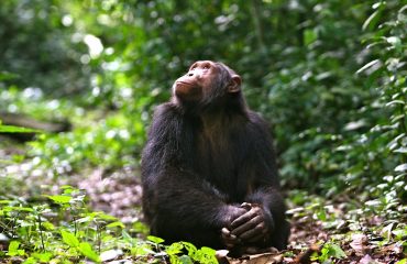 Chimpansee Kyambura Gorge met dank aan Volcanoes Safaris