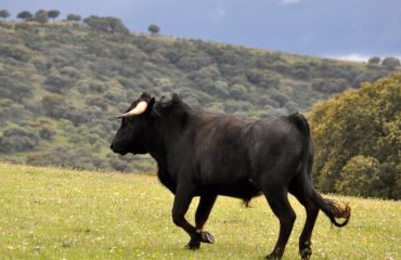 Spaanse stier Sierra Morena