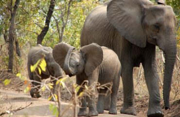 Majete NP olifant © All for Nature Travel