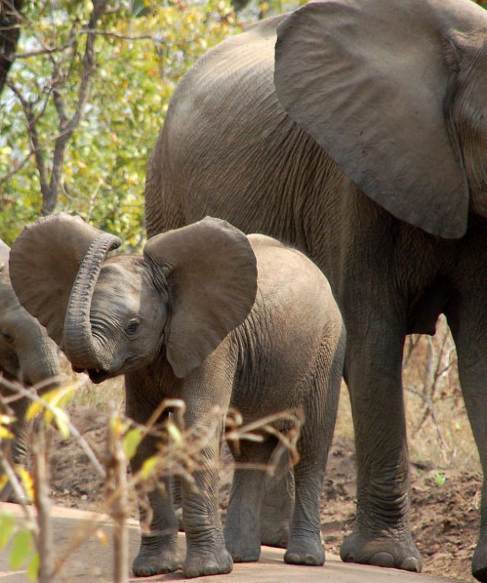 Majete olifant ©All for Nature