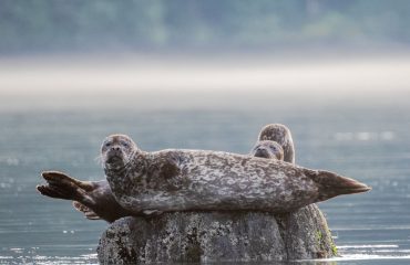 Gewone zeehonden oftewel Harbour Seals met dank aan dhr Bakker