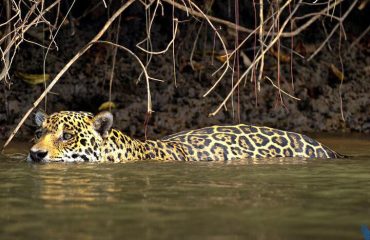 Jaguar Pantanal ©Nick Garbutt