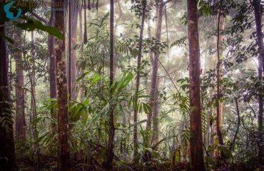 Regenwoud Papoea