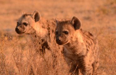 Liuwa Plain hyena cubs ©All for Nature Travel