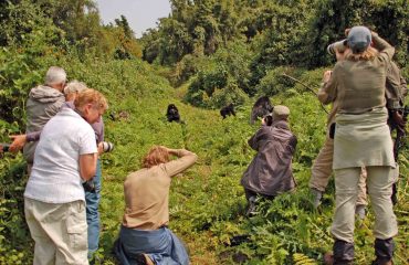 Fotograferen bij gorillatrekking © All for Nature Travel