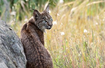Iberische lynx dank aan W. Mourik