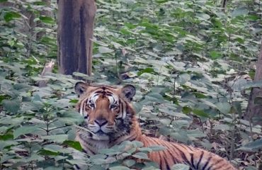 Tiger Dudhwa ©All for Nature Travel