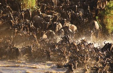 Wildebeest Crossing Mararivier