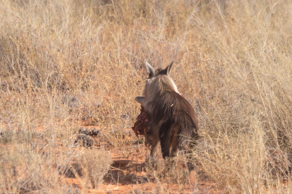bruine hyena, kgalagadi NP