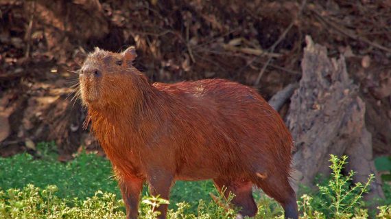 capibara Pantanal © All for Nature Travel