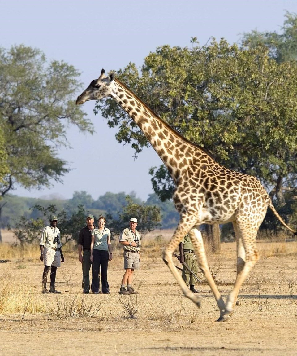 giraffe op wandelsafari