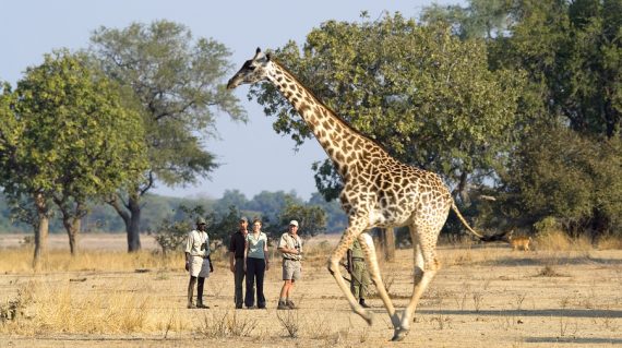 Best Walking Safari