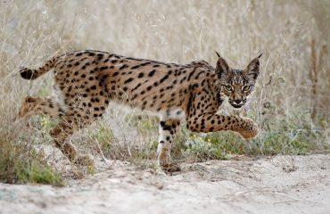 Iberische lynx jong © Marten van Dijl