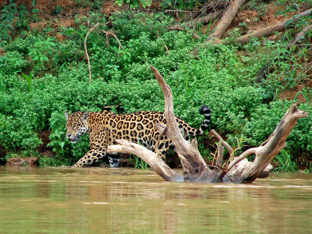 jaguar Pantanal, reis jaguar, reis Pantanal