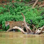 jaguar Pantanal, reis jaguar, reis Pantanal