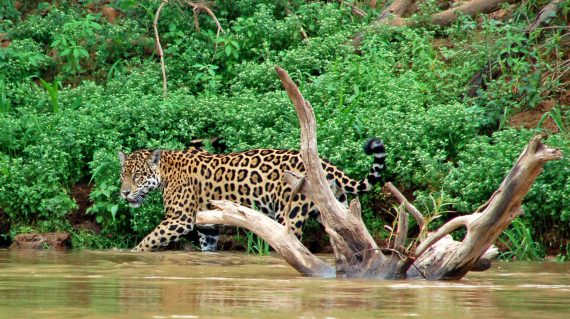 jaguar Pantanal © All for Nature