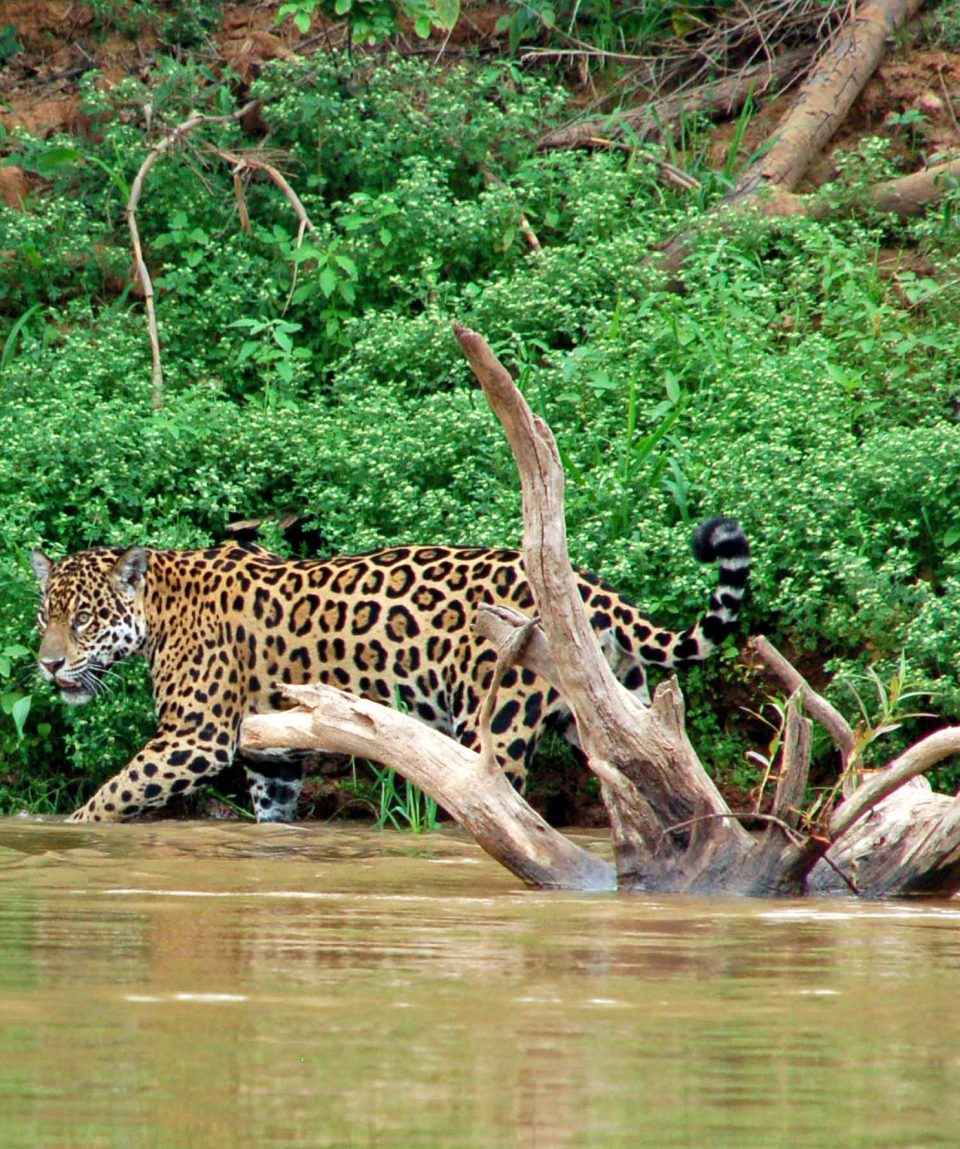 jaguar Pantanal © All for Nature