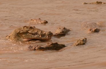 krokodil luangwa river ©All for Nature Travel