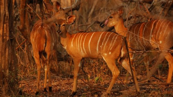 Nyala Majete NP © All for Nature Travel