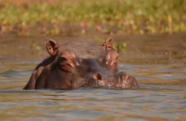 nijlpaard Zambia ©All for Nature Travel