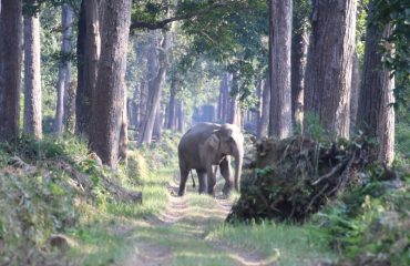 olifant dudhwa ©lawrence fam web