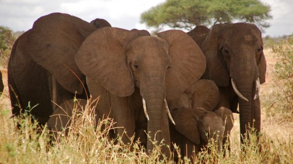 olifanten Tarangire NP ©All for Nature Travel