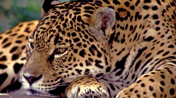 Jaguar © Haroldo Palo Jr