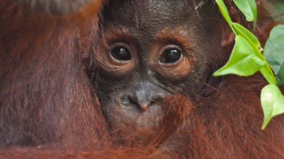 orang-oetan baby © All for Nature Travel