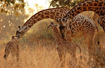 Thornicroft giraffe © All for Nature Travel