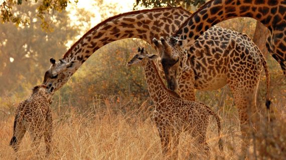 Thornicroft giraffe © All for Nature Travel
