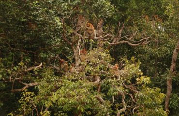 neusapen Borneo ©All for Nature Travel