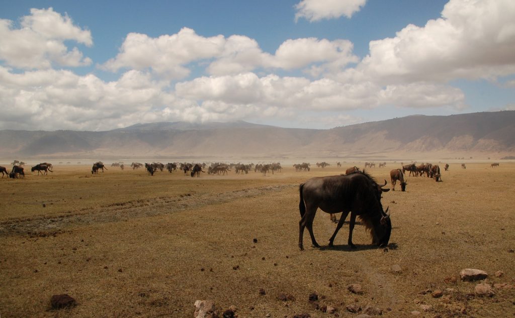 wildebeesten, ngorongoro, tanzania