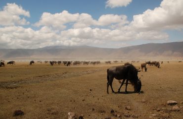 wildebeesten ngorongoro ©All for Nature Travel