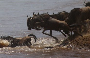 river-crossing-Serengeti ©Asilia