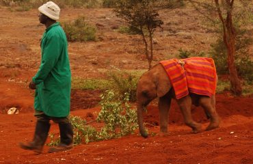 Sheldrick Elephant Sanctuary © All for Nature Travel