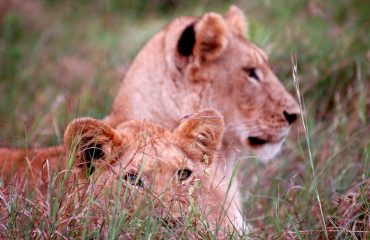 Leeuwenwelpen Masai Mara ©All for Nature Travel