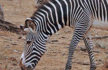 Grevy Zebra Samburu ©All for Nature Travel