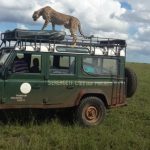 Serengeti Cheetah Project